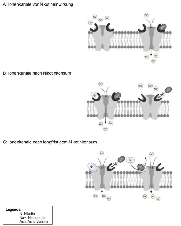 Schematische Darstellung von Ionenkanälen vor, nach und bei langfristigem Nikotinkonsum.